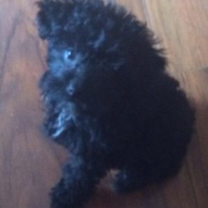 Meet your Posher, Becky